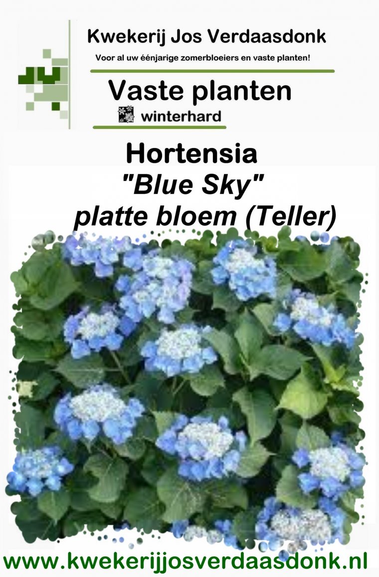Hydrangea Blue Sky